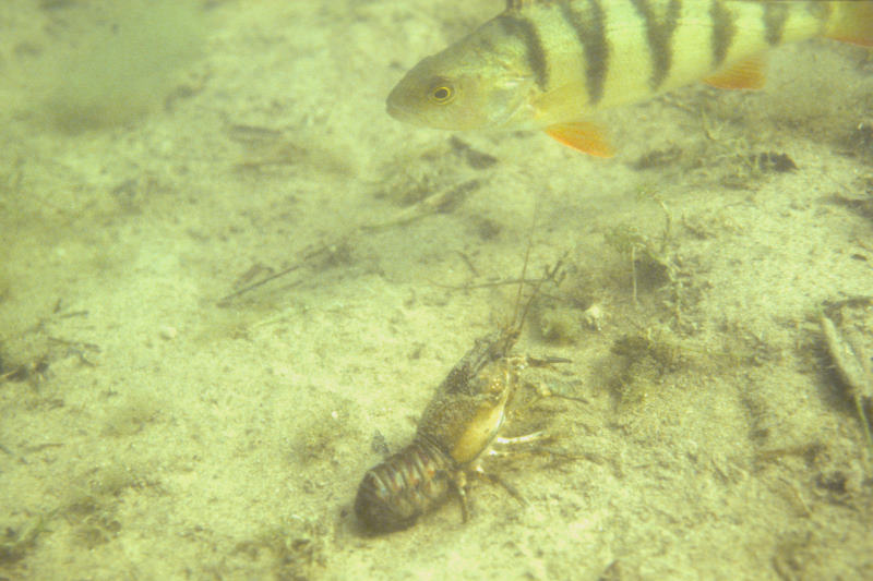 baars met rivierkreeft