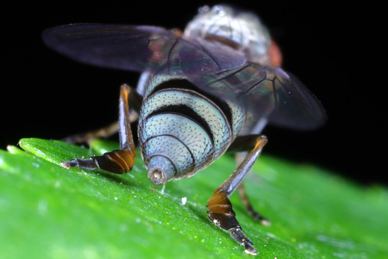 duidelijk brede achter voeten