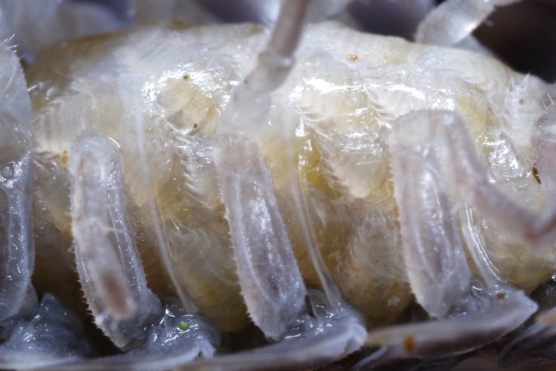 brood pouch, end