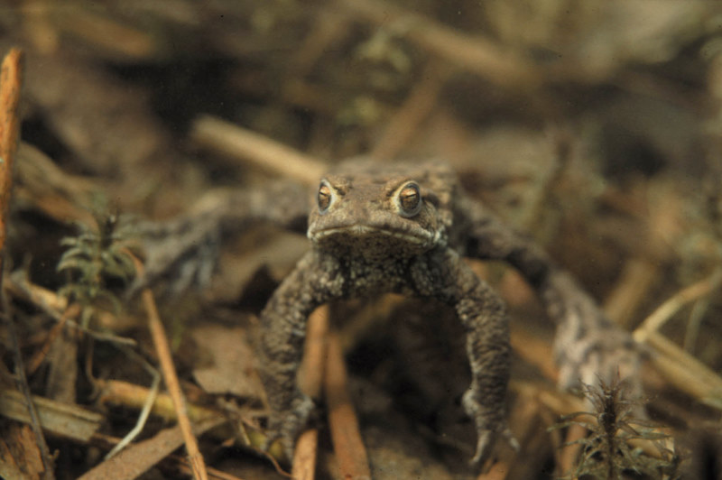 Gewone pad, Bufo bufo, man op wacht