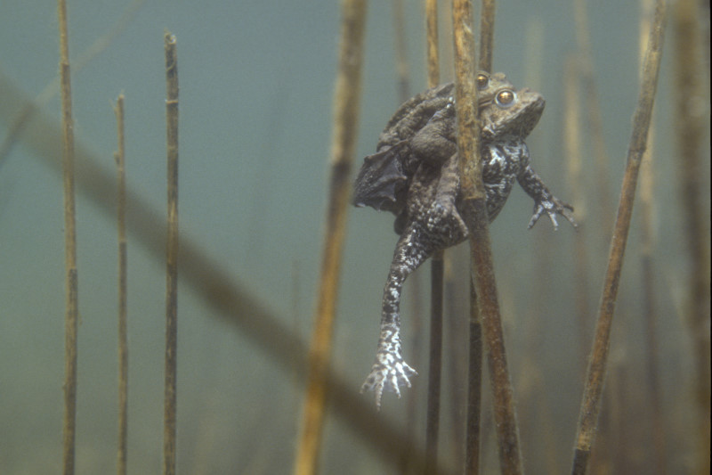 Gewone pad, Bufo bufo, stelletje