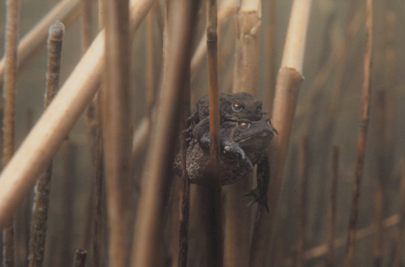 Gewone pad, Bufo bufo, stelletje