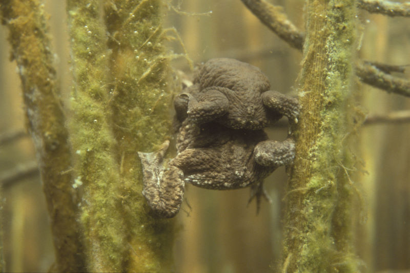 Gewone pad, Bufo bufo, stelletje