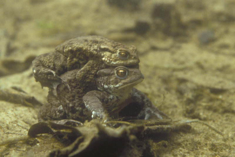 Gewone pad, Bufo bufo, stelletje