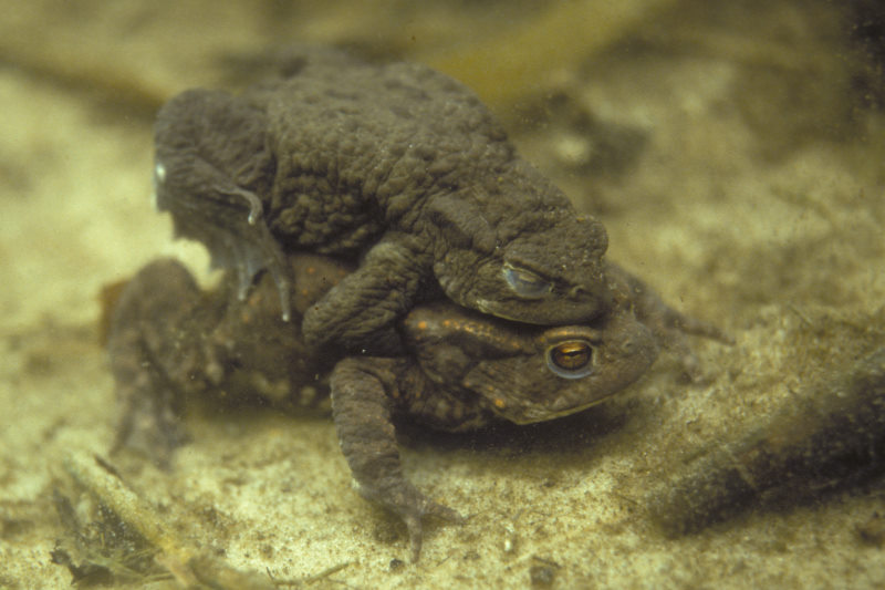 Gewone pad, Bufo bufo, stelletje