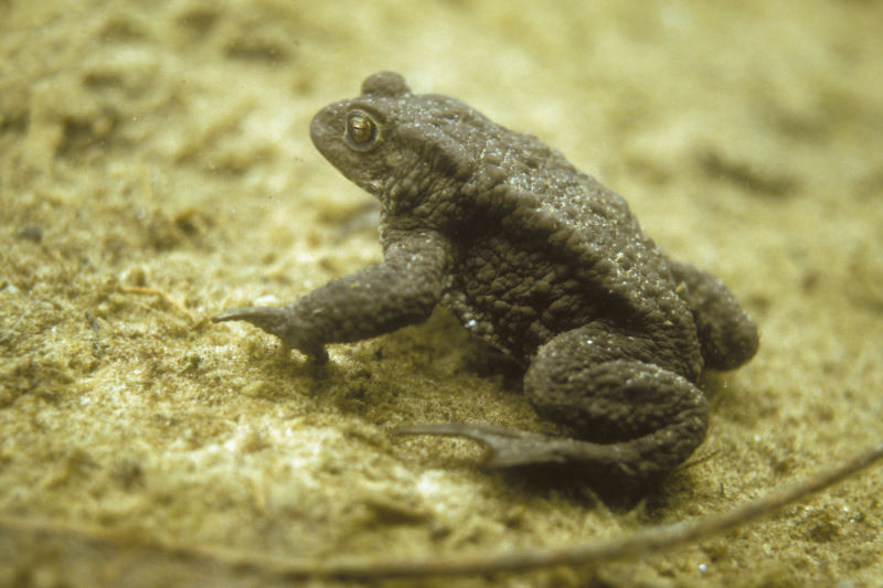 Gewone pad, Bufo bufo, man op wacht