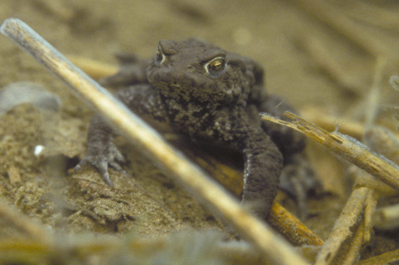 Gewone pad, Bufo bufo, man op wacht