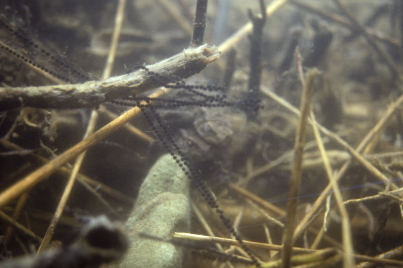 Gewone pad, Bufo bufo, eiersnoeren