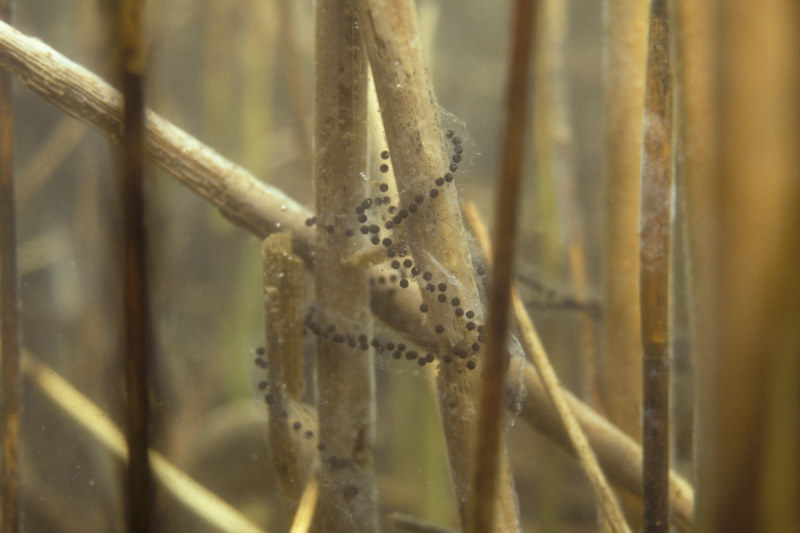 Gewone pad, Bufo bufo, eiersnoeren