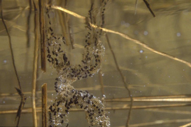 Gewone pad, Bufo bufo, eiersnoeren