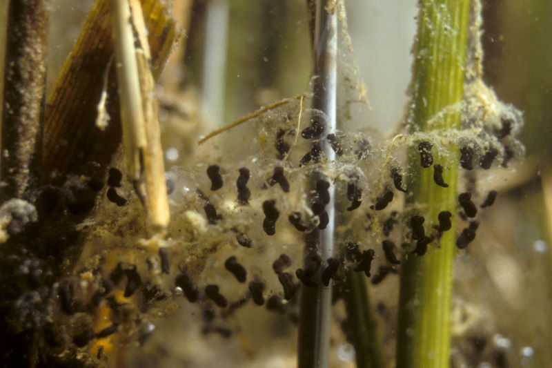 Gewone pad, Bufo bufo, eiersnoeren