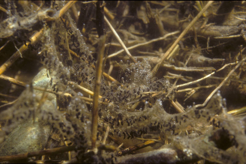 Gewone pad, Bufo bufo, larven aan de eiersnoeren