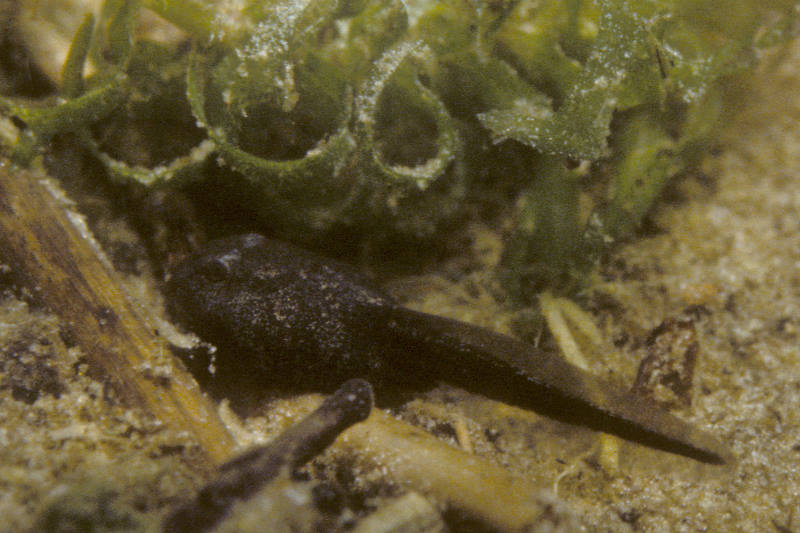Gewone pad, Bufo bufo, dikkopje