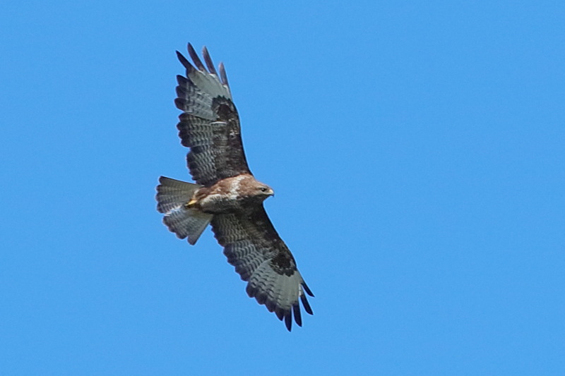 buizerd