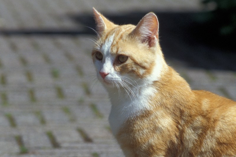 Een leuke kater maar niet in huis