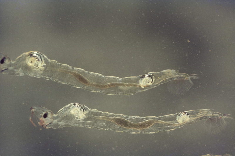 Chaoborus larven