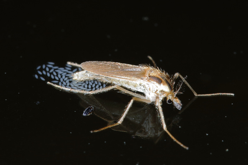 Chaoborus eierleggend