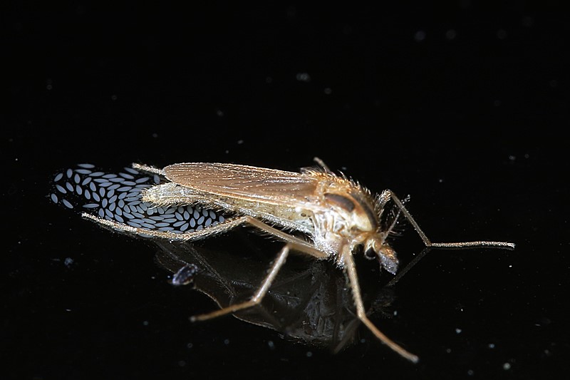 Chaoborus eierleggend