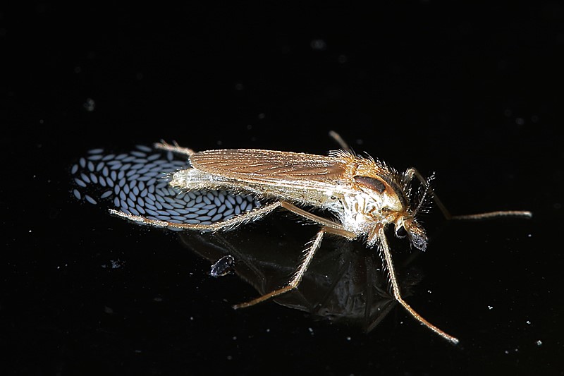 Chaoborus eierleggend