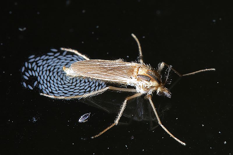 Chaoborus eierleggend