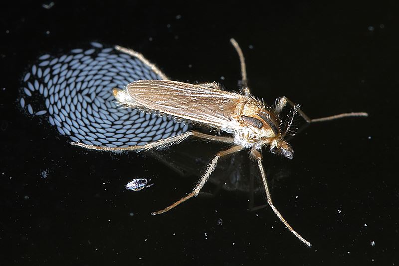 Chaoborus eierleggend