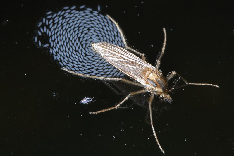 Chaoborus eierleggend