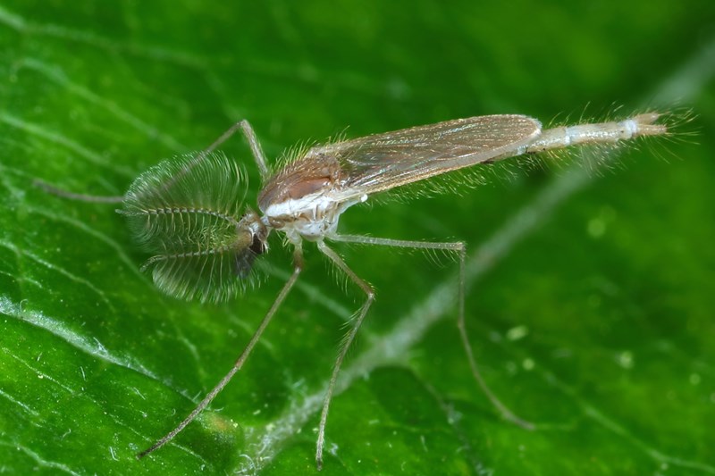Chaoborus mannetje