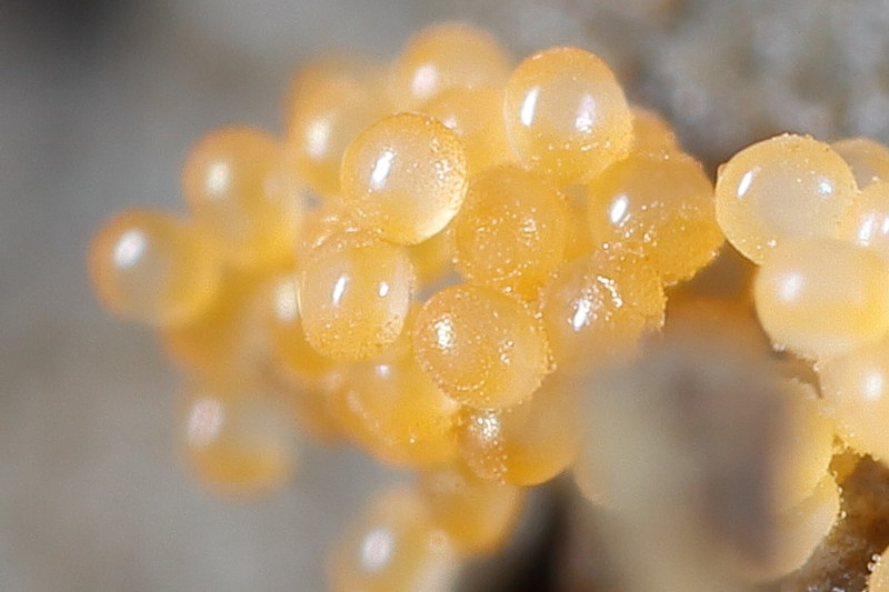 eggs of Collembola