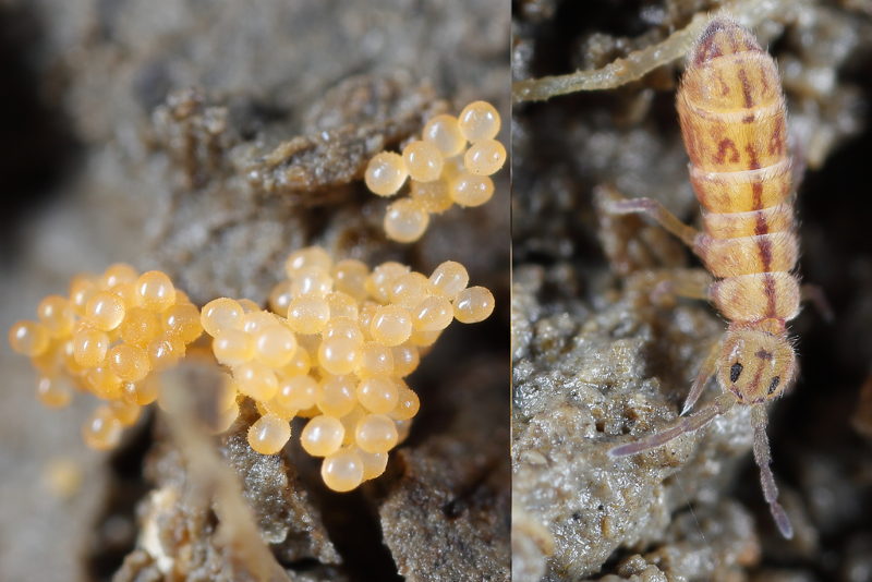 volwassen Collembola en eieren
