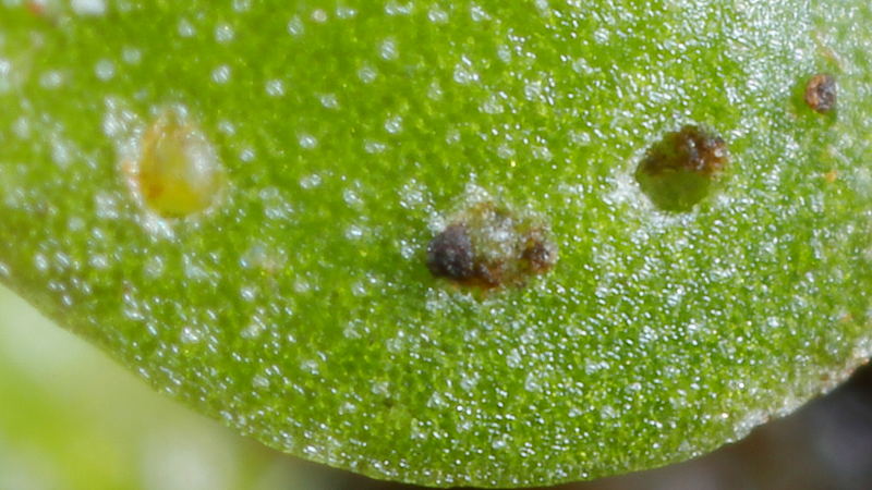 eggs from Sminthurides in Duckweed