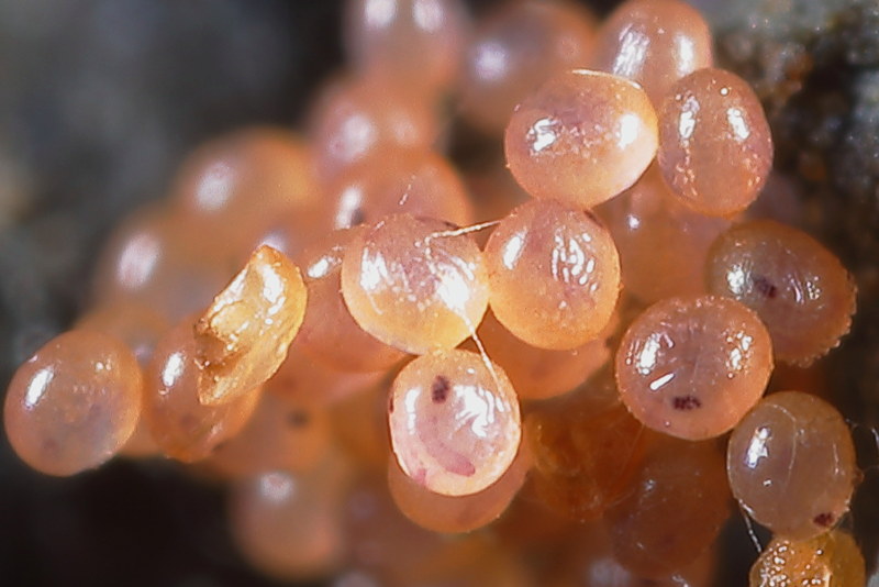 eggs of Collembola