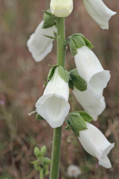 Een geheel witte digitalis