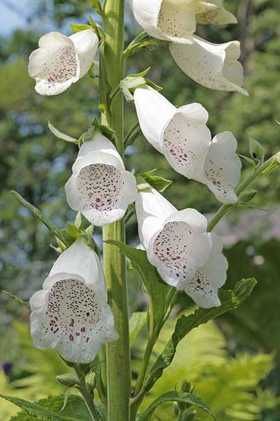 Afstaande bloemen