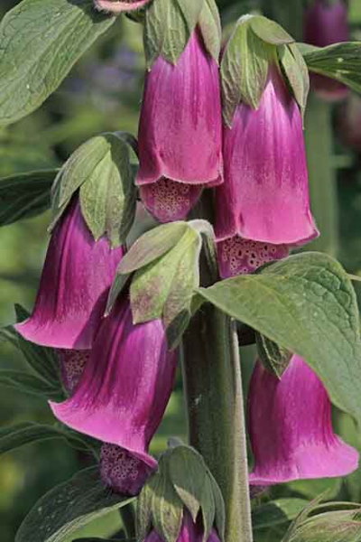 Hangende bloemen