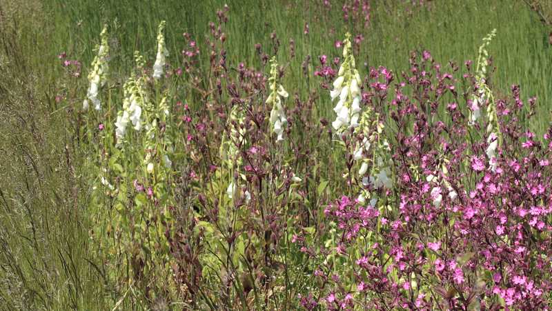 De helemaal witte digitalis tussen de silene