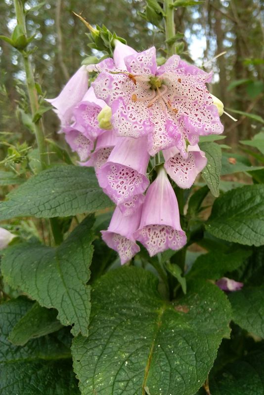 Afwijkende topbloem