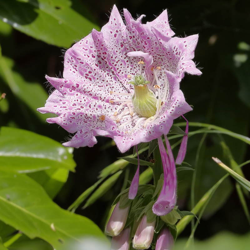 Afwijkende topbloem
