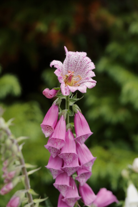 Afwijkende topbloem