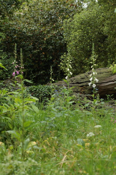 Digitalis purpurea