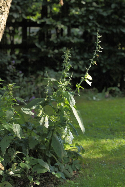 Digitalis purpurea