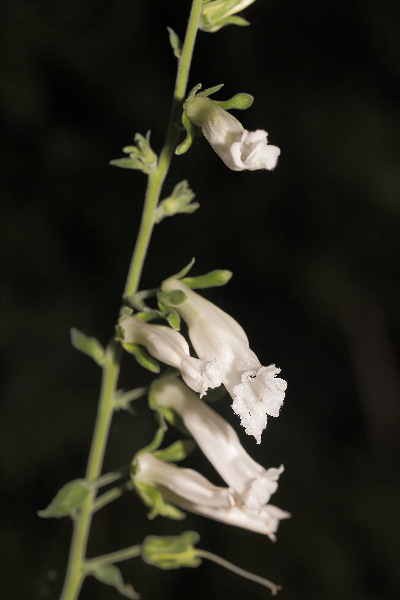 Digitalis purpurea