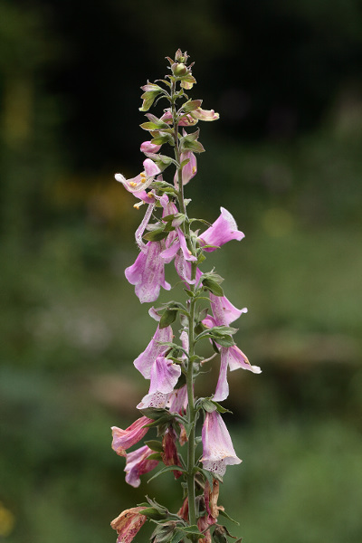 Digitalis purpurea afwijkende bloei