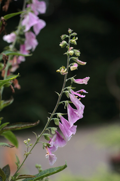 Digitalis purpurea afwijkende bloei