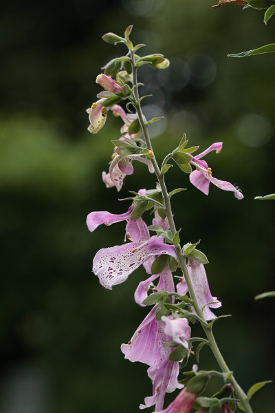 Digitalis purpurea afwijkende bloei