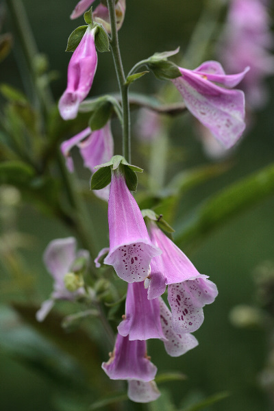 Digitalis purpurea afwijkende bloei