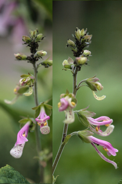 Digitalis purpurea afwijkende bloei
