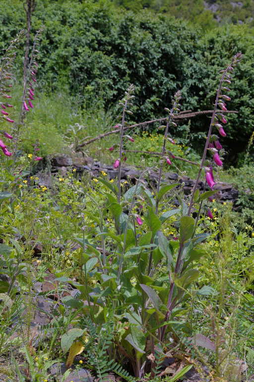 Digitalis purpurea Pyreneën