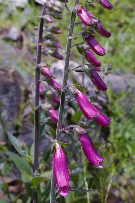 Digitalis purpurea Pyreneën