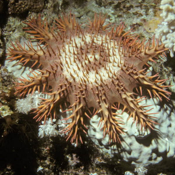 Doornenkroon Acanthaster planci