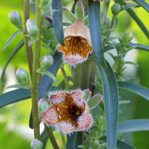 Afwijkende bloem